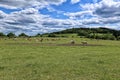 Pasture of cow herd on green pasture by forests on cloudy day Royalty Free Stock Photo