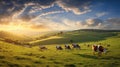 pasture cow herd