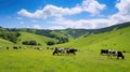 pasture cows eating