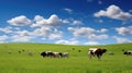 pasture cows field Royalty Free Stock Photo