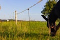 pasture fence at paddock Royalty Free Stock Photo