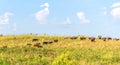 Pasture field and cattle herd feeding in the field