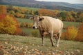 In the pasture in the foothills on autumn