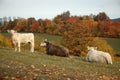 In the pasture in the foothills on autumn