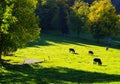 Grazing cattle on sunny pasture on the edge of the forest Royalty Free Stock Photo
