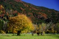 Large deciduous tree in autumn colors on meadow with single grazing horse and autumn forest Royalty Free Stock Photo