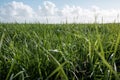 Pasture with green juicy grass, good food for livestock. Meadow on the background of blue sky with clouds. Agricultural Royalty Free Stock Photo