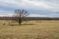 Pasture with hay bails and an isolated tree. Royalty Free Stock Photo