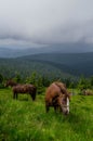 Pasture with horses Royalty Free Stock Photo