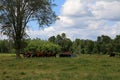 Pasture land and beef cattle Royalty Free Stock Photo