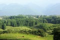 Pasture land with forest