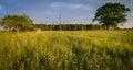 Pasture in Latvian countryside Royalty Free Stock Photo