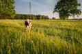 Pasture in Latvian countryside Royalty Free Stock Photo