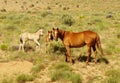 Pasture mares and colts Royalty Free Stock Photo