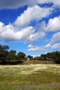 Pasture of oaks and green meadow with blue sky splashed with clouds 1 Royalty Free Stock Photo