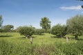 Pasture with pollard willows