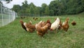 Pasture raised chickens Royalty Free Stock Photo