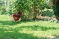 Pasture raised chickens Royalty Free Stock Photo