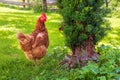 Pasture raised chickens Royalty Free Stock Photo