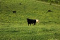 Pasture raised cow at field Royalty Free Stock Photo