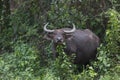 Pasture rised Asian water buffalo.