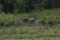 Pasture rised Asian water buffalo.