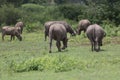 Pasture rised Asian water buffalo.