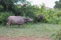 Pasture rised Asian water buffalo.