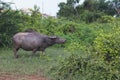 Pasture rised Asian water buffalo.