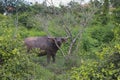 Pasture rised Asian water buffalo.