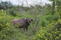 Pasture rised Asian water buffalo.