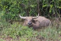 Pasture rised Asian water buffalo.