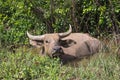 Pasture rised Asian water buffalo.