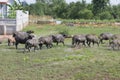 Pasture rised Asian water buffalo.