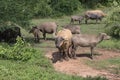 Pasture rised Asian water buffalo.