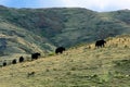 Yaks at Ruoergai Grassland, Gansu, China