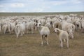 Pasture sheep