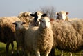 Pasture with sheep in the village. Herd with sheep on a farm in field. Sheep`s gaze. Herds in rural area. Ewe during grazing.
