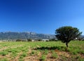 Pasture with sinle olive tree Royalty Free Stock Photo