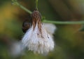 Pasture Thistle seed pod in early morning in dew