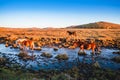 The pasture under the radiance of the setting sun