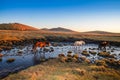 The pasture under the radiance of the setting sun