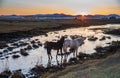 The pasture under the radiance of the setting sun