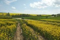 Pasture view of a road and rapeseed fields