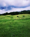 Pastured land for cow