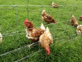 Pastured poultry, grazing hens , backyard