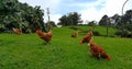 Pastured poultry, grazing hens