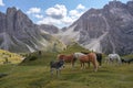 Pastures in the Dolomites Italia Royalty Free Stock Photo