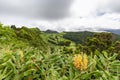 Pastures and tropical plants