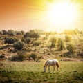 Pasturing Horse Royalty Free Stock Photo